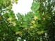 Граб європейський насіння 5 гр. (прибл. 90 шт) (Carpinus betulus) звичайний кавказський - зображення 7