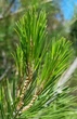 Сосна Алеппська насіння (20 шт) (Pinus halepensis) єрусалимська - зображення 5