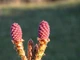 Сосна Алеппська насіння (20 шт) (Pinus halepensis) єрусалимська - зображення 6