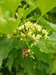 Клен татарський насіння (10 шт) (Acer tataricum) чорноклен в'язина неклен - зображення 5