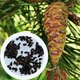 Сосна Банкса насіння 0,5 гр. (прибл. 100 шт) (Pinus banksiana) - зображення 1