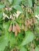 Клен татарський насіння (10 шт) (Acer tataricum) чорноклен в'язина неклен - зображення 7