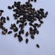 Сосна Алеппська насіння (20 шт) (Pinus halepensis) єрусалимська - зображення 12