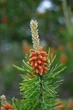 Сосна Банкса насіння 0,5 гр. (прибл. 100 шт) (Pinus banksiana) - зображення 13