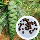 Сосна румелійська насіння (20 шт) (Pinus peuce) балканська македонська - зображення 1