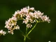 Валериана лекарственная семена 0,5 гр. (прибл. 900 шт) (Valeriana officinalis) кошачья трава медонос - изображение 5