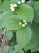 Жасмін садовий насіння 5 коробочок (прибл. 700 шт) (Philadelphus coronarius) чубушник звичайний - зображення 11