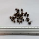 Жасмін садовий насіння 5 коробочок (прибл. 700 шт) (Philadelphus coronarius) чубушник звичайний - зображення 14