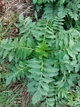 Валериана лекарственная семена 0,5 гр. (прибл. 900 шт) (Valeriana officinalis) кошачья трава медонос - изображение 9