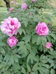 Пион древовидный розовый семена (10 шт) (Paeonia × suffruticosa) кустовой - изображение 2
