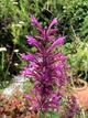 Лофант мексиканський насіння 0,2 гр. (прибл. 500 шт) (Agastache mexicana) агастах багатоколосник медонос багаторічний гігантський гісоп - зображення 4