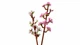 Конструктор Lego Botanicals Цветение вишни 40725 - изображение 12