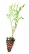 Туя Смарагд західна 10-14 см касета -160шт (Thuja occidentalis Smaragd ) - зображення 1