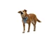 Шлея для собак Ruffwear Front Range® Flex Harness L/XL Блакитний - зображення 6