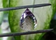 Аметист бриолет 25.18ct 19,4 х 15,7 х 14,5 мм (10124) - изображение 4