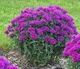 Монарда "Purple Lace". - изображение 1