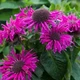 Монарда "Purple Lace". - изображение 2