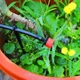 Система автоматичного крапельного поливу LANDGRAF довжиною 25 м Набір садовий крапельний полив для саду городу та теплиць площею 6/9/10/18 м² 120 елементів Чорний - зображення 8