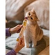 Ласощі для котів GimCat Multi-Vitamin Paste 200 г (мультивітамін) - изображение 6