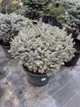 Ель Glauca Globoza Ра0.5-0.7 м - изображение 4