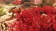 Ключ активации GreedFall: The Dying World для Xbox Series S/X - изображение 5