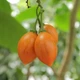 Cyphomandra Betacea Yellow (Tamarillo, Цифомандра, Тамарилло желтое), семена 5 шт) - изображение 1