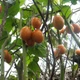 Cyphomandra Betacea Yellow (Tamarillo, Цифомандра, Тамарилло желтое), семена 5 шт) - изображение 4