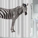 Шторка для ванной и душа Spirella Zebra 180x200 см, полиэстер (10.11554) - изображение 1
