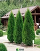 Удобрение для хвойных GrassNature Agrogreen 5 кг - изображение 2