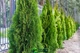 Удобрение для хвойных GrassNature Agrogreen 5 кг - изображение 3