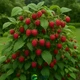 Добриво для ягідних кущів Agrogreen 5 кг - зображення 2