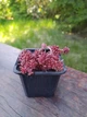 Саджанець очіток седум Coral Carpet (Корал Карпет) - зображення 1
