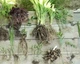 Золотарник (Solidago) - кореневище (4-5 паростків) - зображення 2