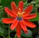Пассифлора маниката (Passiflora manicata), семена 5 шт - изображение 1