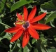 Пассифлора маниката (Passiflora manicata), семена 5 шт - изображение 2