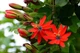 Пассифлора маниката (Passiflora manicata), семена 5 шт - изображение 3