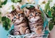 Пазл Clementoni: SuperColor — Lovely Kitty Twins/Волшебные котята-близнецы (60 элементов) — 26599 - изображение 2