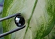 Муассанит 2.99 carat 10.98 х 8.65 х 4.13 мм (387656) - изображение 1