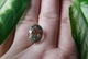 Празиолит 10.22ct 16x12mm (22840) - изображение 5