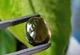 Натуральний димчастий кварц 10x14 mm (6713) - зображення 5