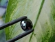 Муассанит 3.51 carat 11.17 х 9.42 х 4.55 мм (387658) - изображение 2