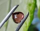 Турмалин 2.35 ct. 8.9 X 7.8 X 5.1 mm (5840) - изображение 7