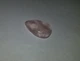Рожевий кварц кабашон 17.05 Ct 24 х 15.5 х 6.45 мм (24868) - зображення 4