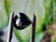 Сапфір 5.79 ct 10.5x10mm (58228) - зображення 5