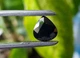 Сапфір 5.79 ct 10.5x10mm (58228) - зображення 8