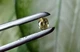 Сапфир 0.50 ct 5x4 mm (93975) - изображение 7