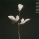 Вінілова платівка Depeche Mode - Violator (Reissue) (Remastered) (LP) 180g - изображение 2