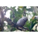 Пазл Eugy 3D Зоопарк Попугай Какаду (XEG-028) Eugy XEG-028 1026243 - изображение 5