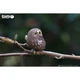 Пазл Eugy 3D Зоопарк Сова (XEG-044) Eugy XEG-044 1026272 - изображение 9