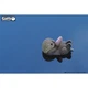 Пазл Eugy 3D Зоопарк Морская выдра (XEG-060) Eugy XEG-060 1026203 - изображение 8